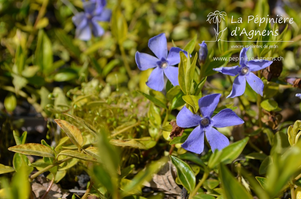 Vinca minor