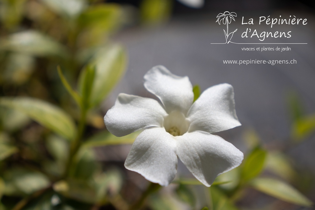 Vinca minor 'Alba'