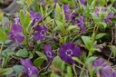 Vinca minor 'Atropurpurea'