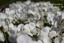 Viola sororia 'Albiflora'