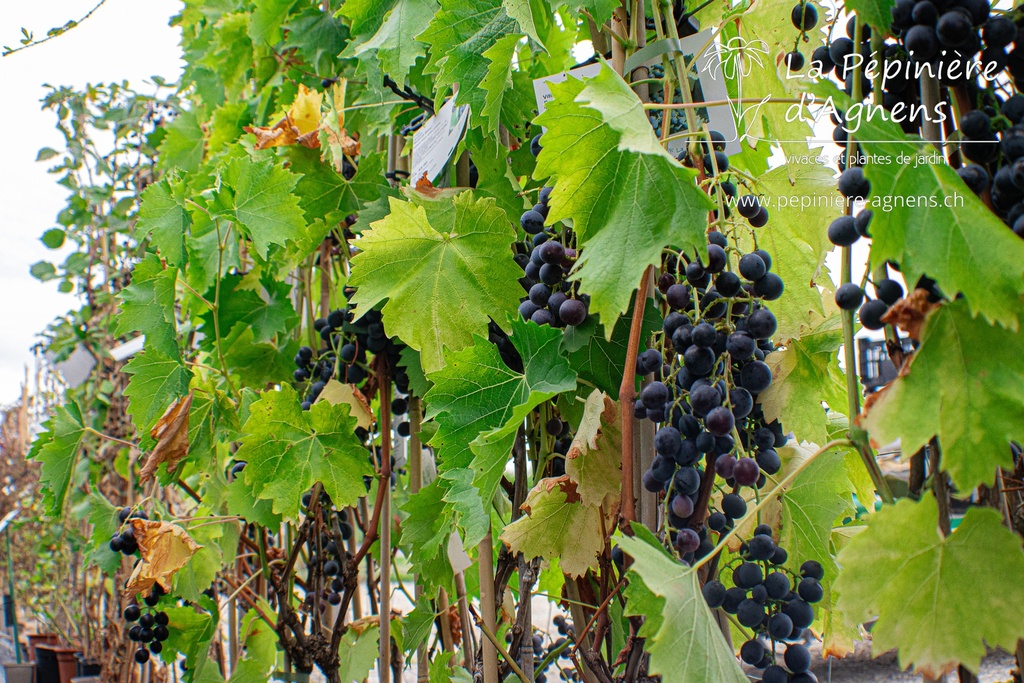 Vitis Raisin 'Muscat Bleu'