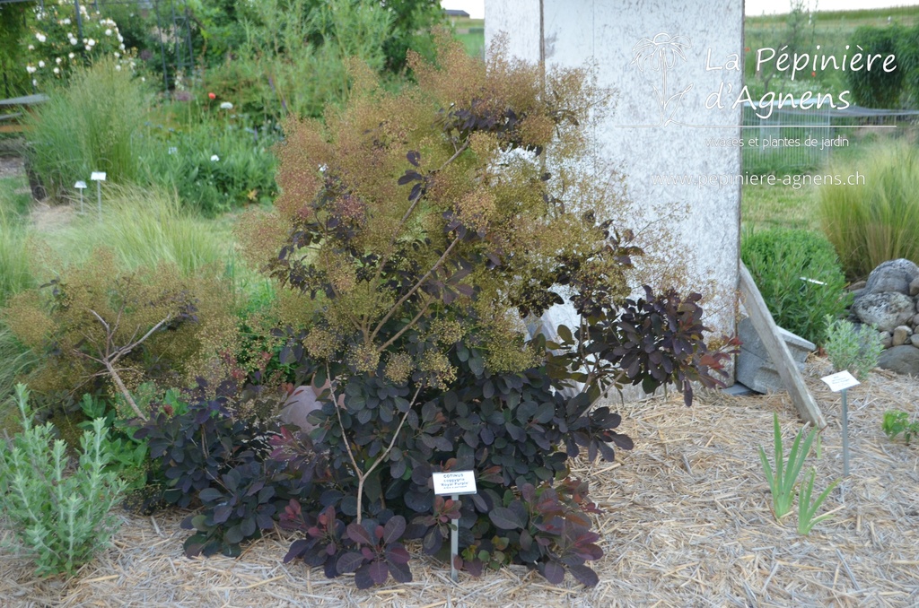 Cotinus coggygria 'Royal Purple'