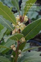 Laurus nobilis