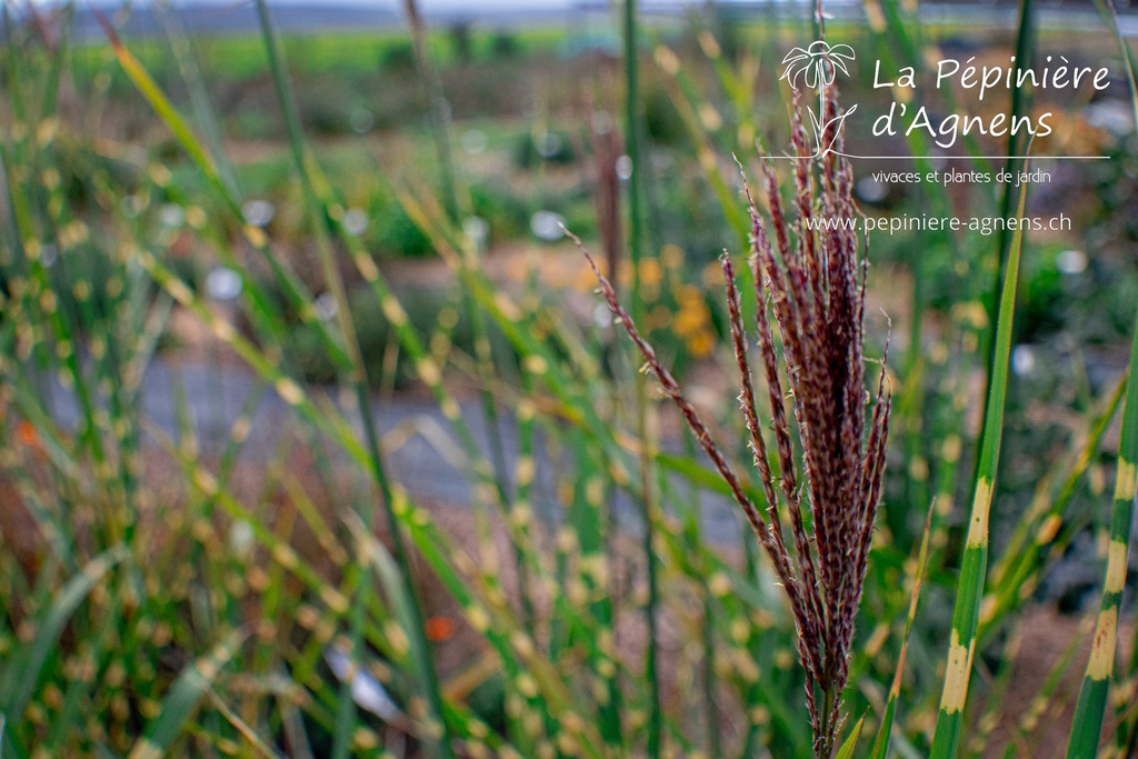 Miscanthus sinensis 'Strictus'