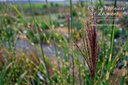 Miscanthus sinensis 'Strictus'