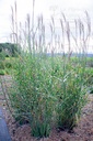 Miscanthus sinensis 'Strictus'