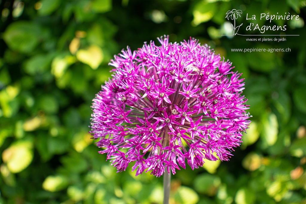 Allium aflatunense 'Purple Sensation'