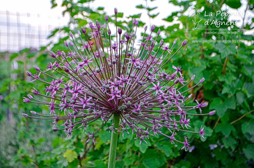 Allium 'Spider'