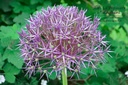 Allium christophii