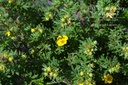 Potentilla fruticosa 'Goldfinger'