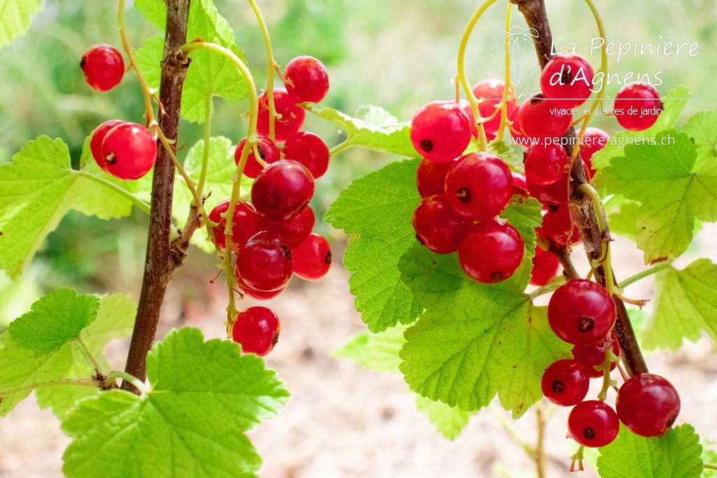 Ribes (3) rubrum 'Rovada'