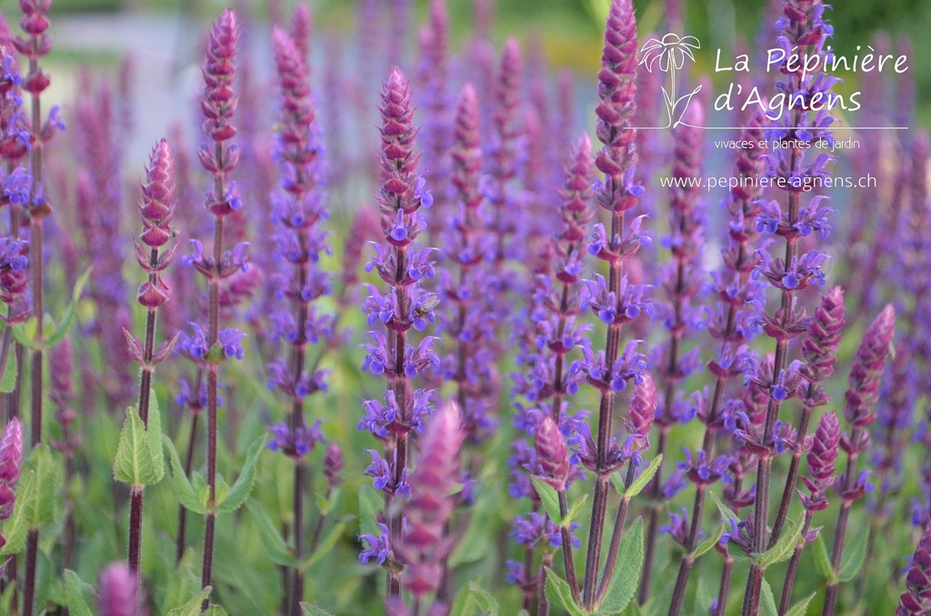 Salvia nemorosa 'Caradonna'