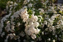 Spiraea x vanhouttei