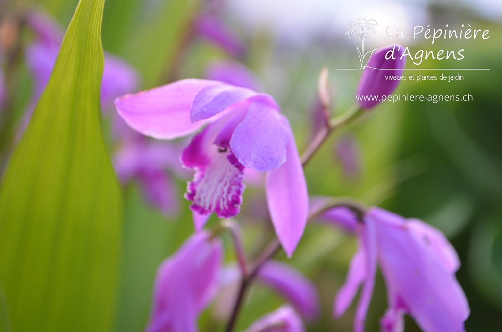 Bletilla striata