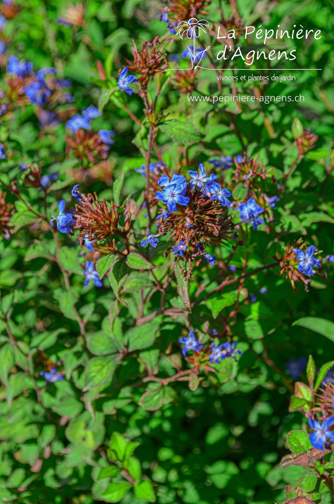 Ceratostigma willmottianum