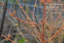 Cornus sanguinea 'Winter Beauty'