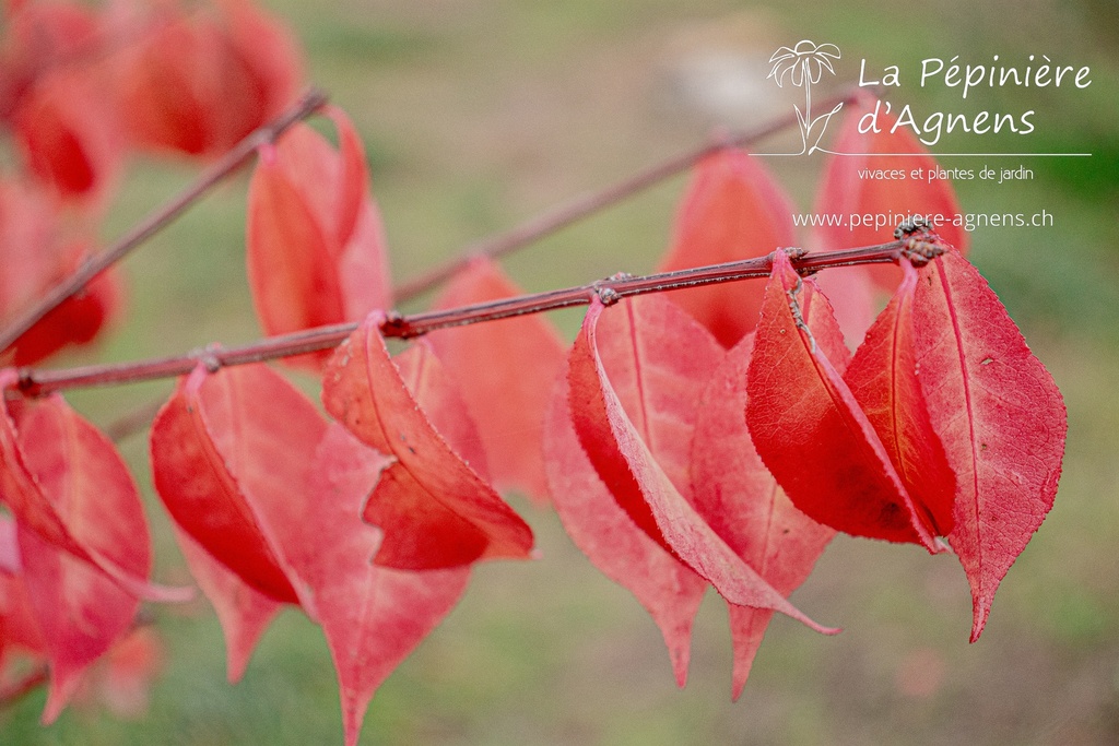 Euonymus alatus