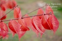 Euonymus alatus