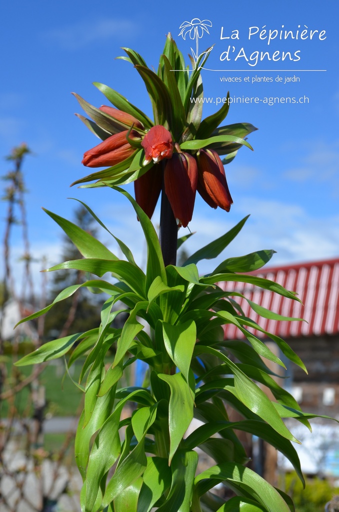 Fritillaria imperialis 'Rubra Maxima'