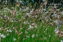 Gaura lindheimeri 'Whirling Butterflies'