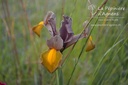 Iris hollandica 'Autumn Princess'