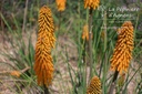 Kniphofia hybride 'Mango Popsicle'