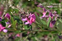 Lespedeza thunbergii