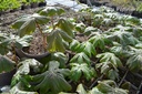 Podophyllum peltatum