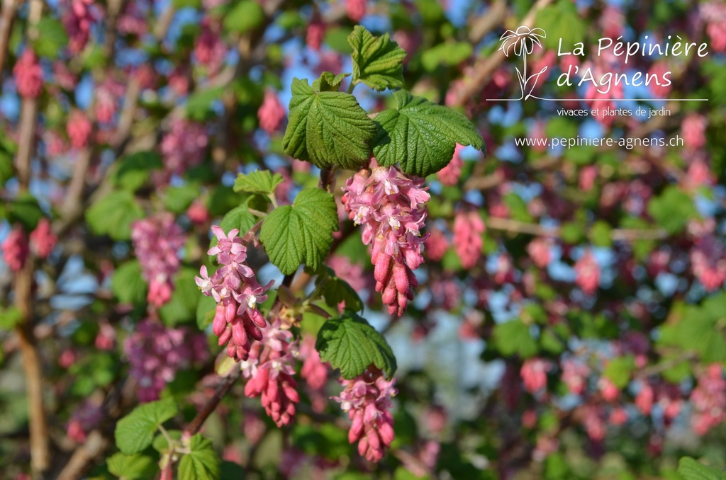 Ribes sanguineum 'King Edward IIV'