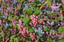 Ribes sanguineum 'King Edward IIV'