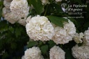 Viburnum opulus 'Roseum'