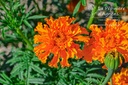 Tagetes tinctoria