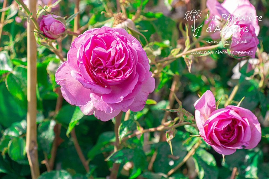 Rosa grimpant 'Ozeana'