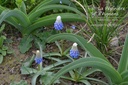 Muscari armeniacum 'Montain Lady'