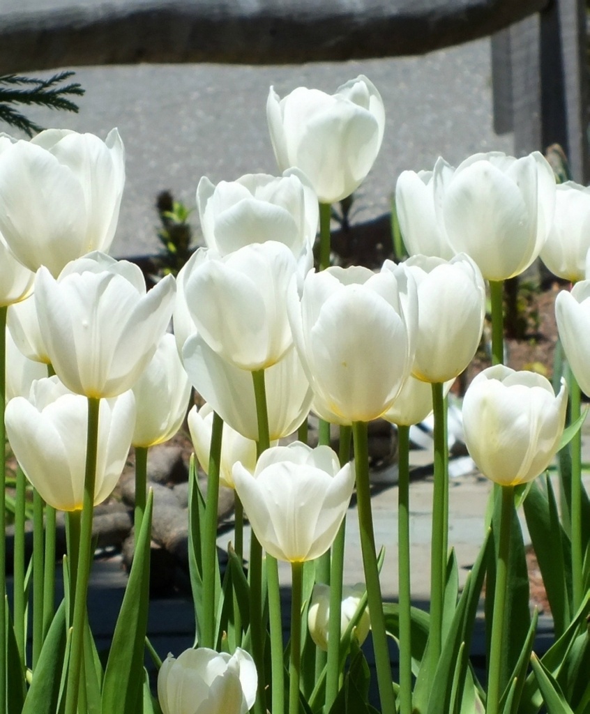 Tulipa simple hâtive 'White Prince'