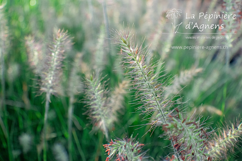 Pennisetum alopecuroides 'Little Bunny'