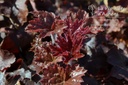 Heuchera micrantha 'Palace Purple'