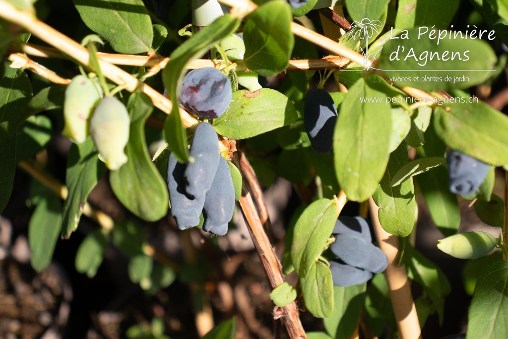 Lonicera kamtschatica 'Aurora'