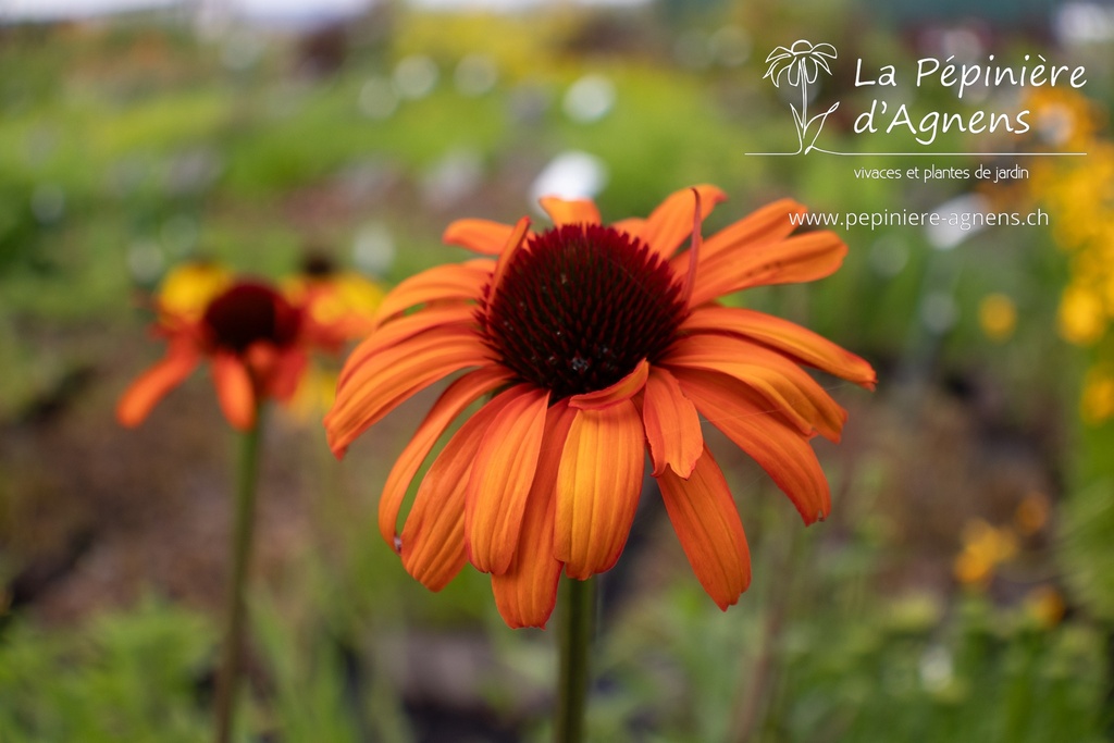 Echinacea hybride 'Tiki Torch'