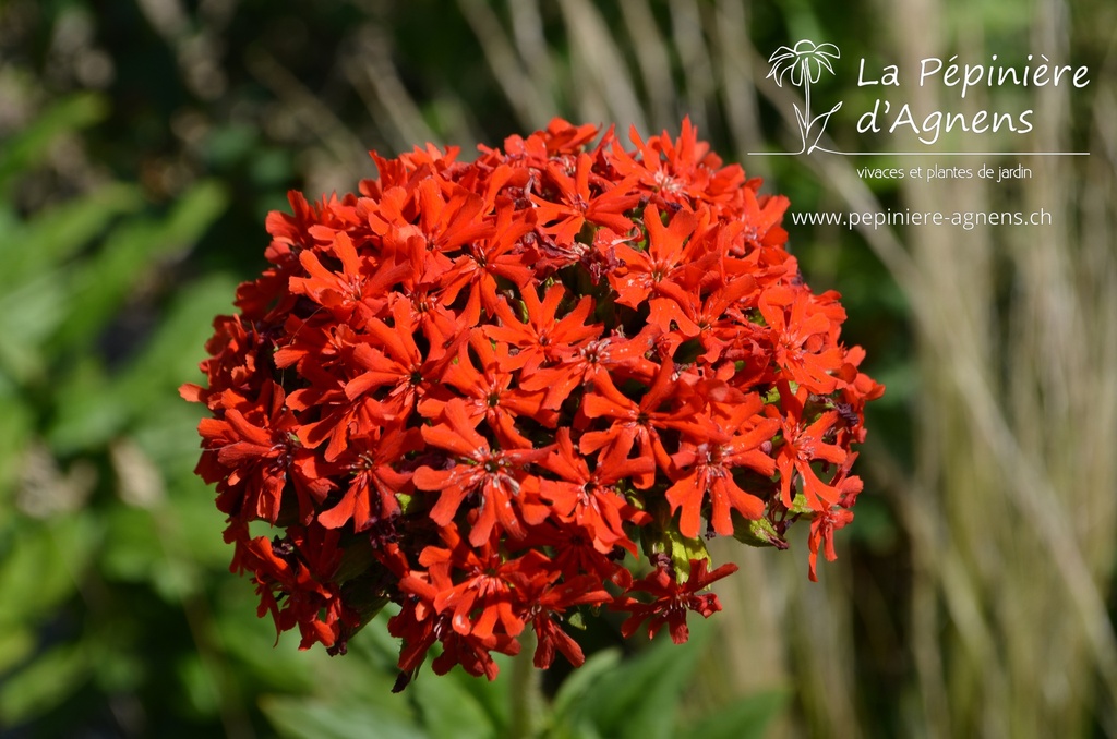 Lychnis chalcedonica