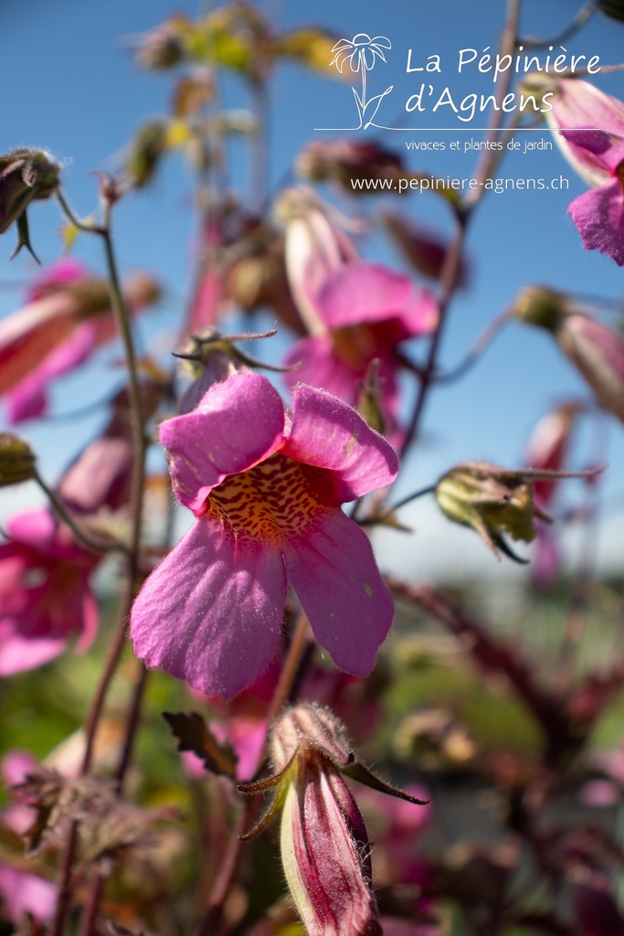 Rehmannia elata