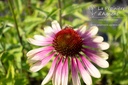 Echinacea purpurea 'Green Twister'