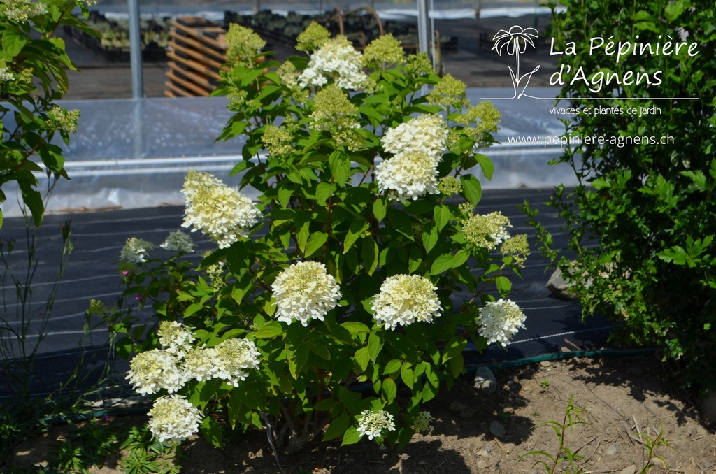 Hydrangea paniculata 'Limelight'