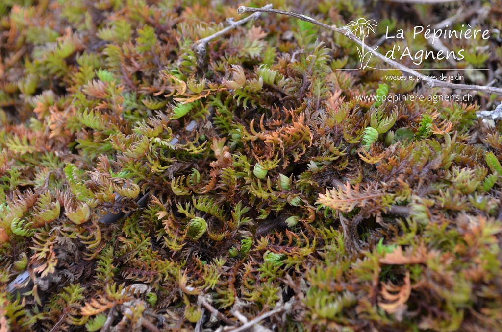 Leptinella squalida