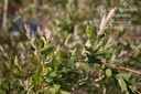 Salix integra 'Hakura-Nishiki'