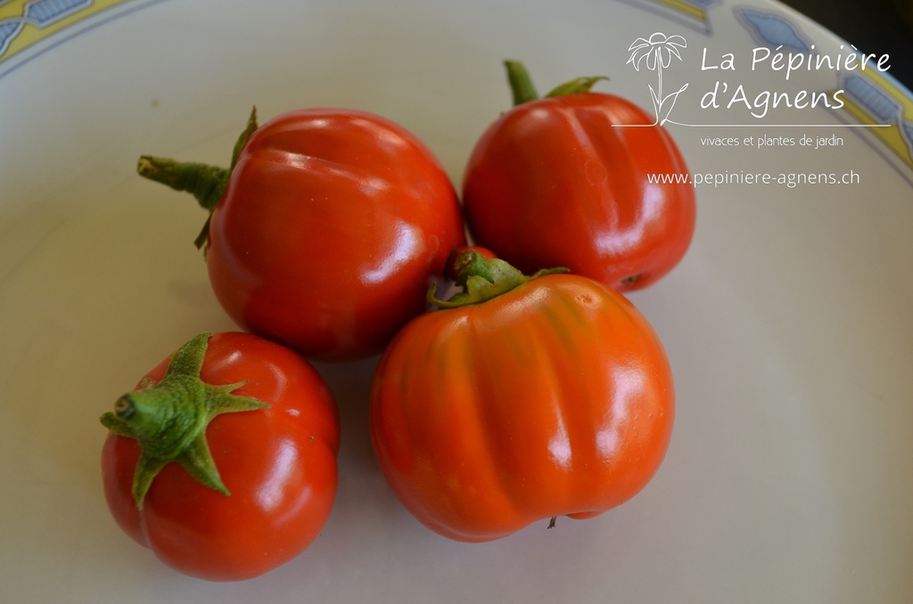 Aubergine cultivar 'Rosso Di Napoli'