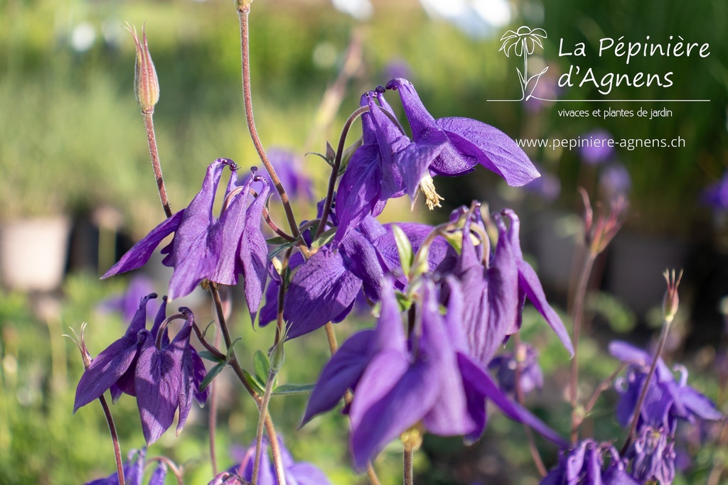 Aquilegia alpina