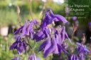 Aquilegia alpina