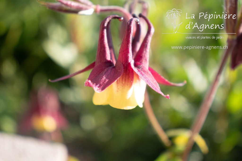 Aquilegia buergeriana