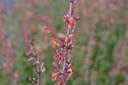 Agastache rugosa 'Firebird'